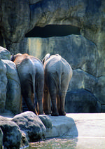 动物的素材图片018