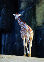 动物的素材图片025