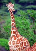 动物的素材图片026