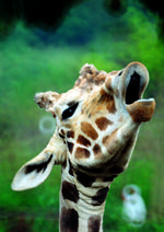 动物的素材图片028