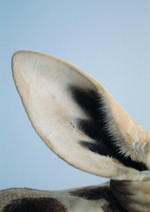 动物的素材图片032