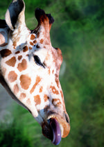 动物的素材图片037