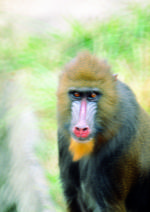 动物的素材图片054