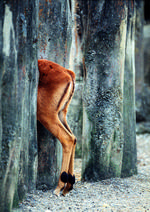 动物的素材图片078