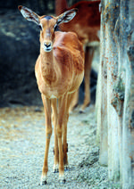 动物的素材图片081