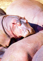 动物的素材图片083