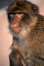 动物的素材图片508