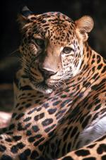 动物的素材图片517