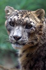 动物的素材图片519