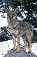 动物的素材图片524