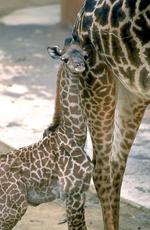 动物的素材图片530