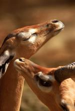 动物的素材图片535