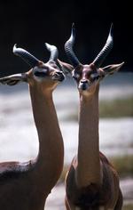 动物的素材图片544