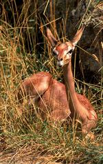 动物的素材图片545