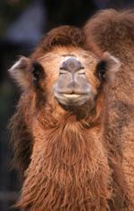 动物的素材图片550