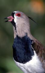 动物的素材图片568