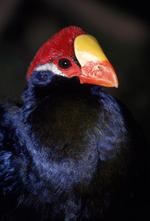 动物的素材图片571