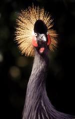 动物的素材图片574