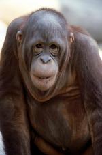 动物的素材图片579