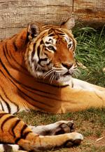 动物的素材图片590