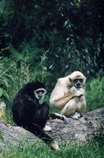 动物的素材图片595