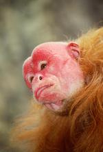 动物的素材图片596