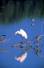 动物的素材图片601