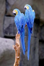 动物的素材图片604