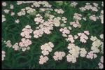 花的素材图片020
