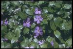 花的素材图片068