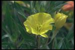 花的素材图片095