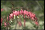 花的素材图片097