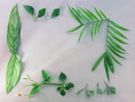 植物画框的素材图片004