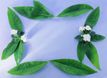 植物画框的素材图片005