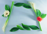 植物画框的素材图片006