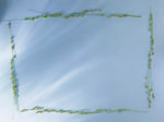 植物画框的素材图片007