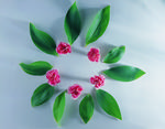植物画框的素材图片008