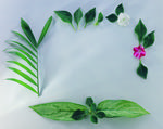 植物画框的素材图片009