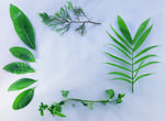 植物画框的素材图片010