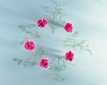 植物画框的素材图片011