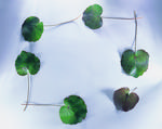 植物画框的素材图片012