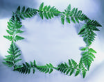 植物画框的素材图片014
