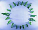 植物画框的素材图片015