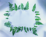 植物画框的素材图片016