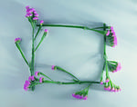 植物画框的素材图片020