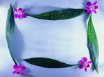 植物画框的素材图片021