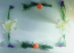 植物画框的素材图片029