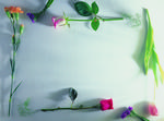 植物画框的素材图片030