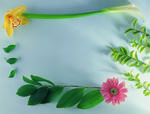 植物画框的素材图片031