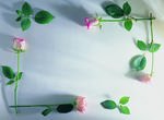 植物画框的素材图片038